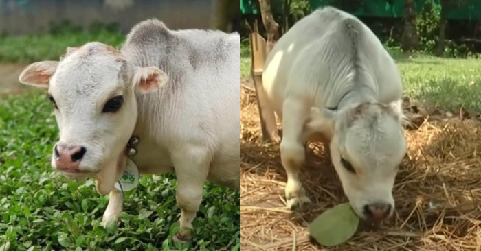  The smallest and most beautiful cow in the world lives in Bangladesh