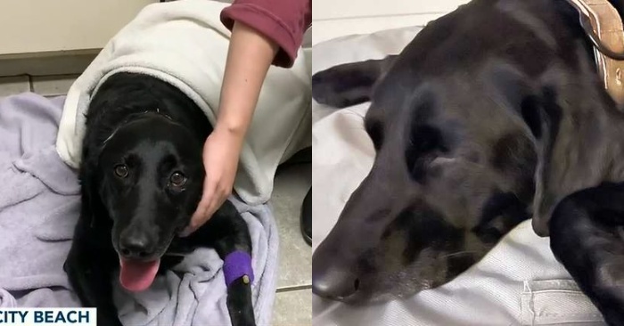  Luckily, this brave dog is recovering after protecting his duck friend from an alligator