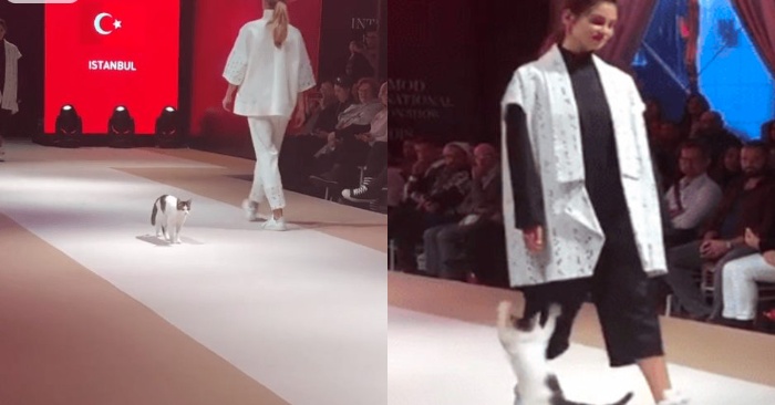  Interesting scene: this wonderful cat appeared during a fashion show and impressed everyone with his catwalk