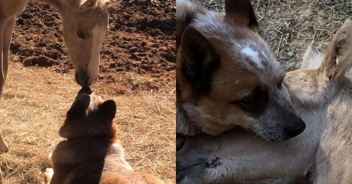  This poor foal was only a few days old when he lost his mother but had an inseparable friend