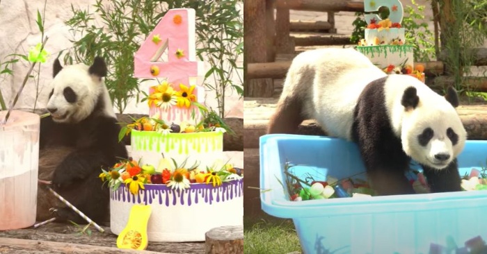  The Moscow Zoo is making serious preparations for celebrating the birthdays of two pandas