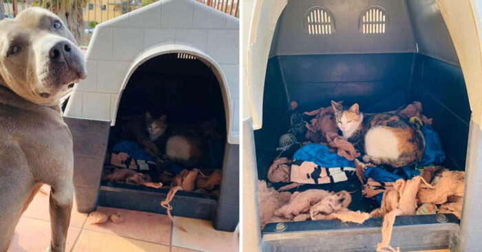  This wonderful kind and caring pit bull allows a pregnant cat to enter his doghouse and live there
