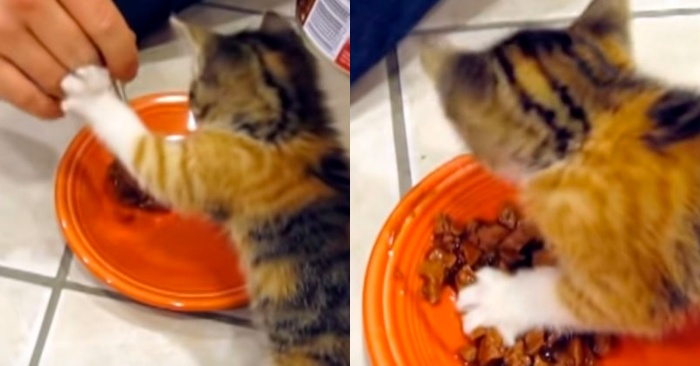  Very funny case: this cat is really greedy, she keeps her food every time and does not let anyone approach