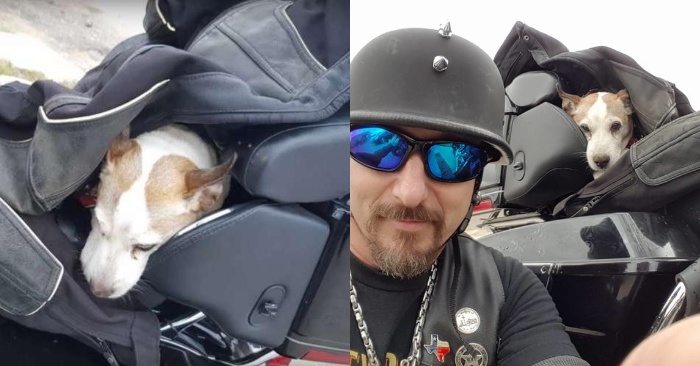  This kind and caring biker starts taking care of the dog left on the street and makes him a friend