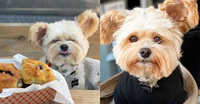  This wonderful dog lived alone on the streets, and now he is a real food blogger
