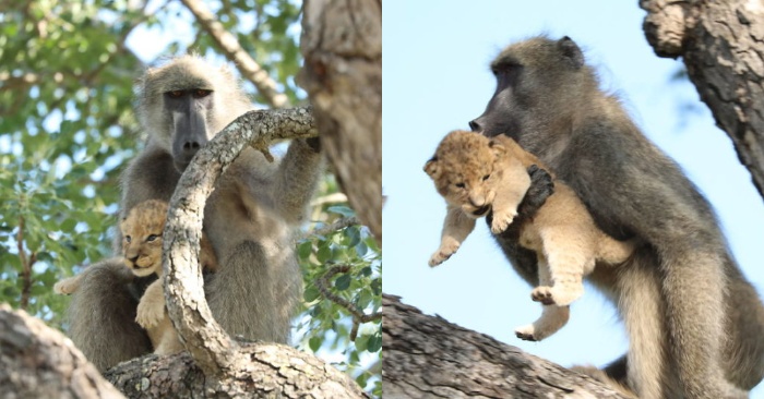  Unexpected scene in South Africa: people spotted a monkey with a lion cub as in the famous cartoon