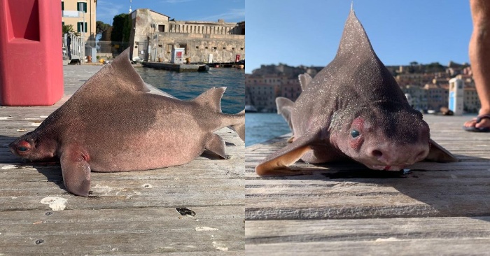  Stunning appearance: this shark, discovered in Italy, has a pig face, which has attracted people