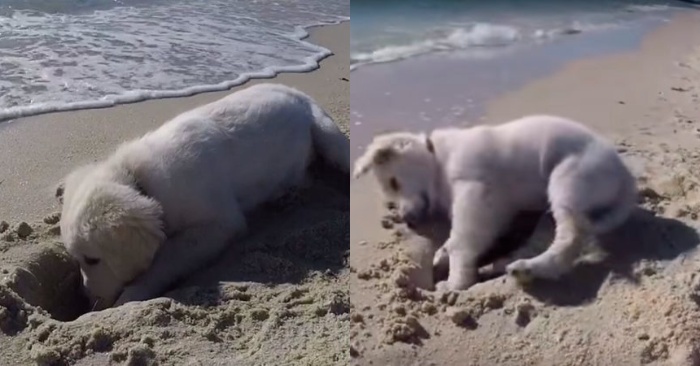  Here is an interesting story about cute dog: he tried his best to protect the sand castles from the waves