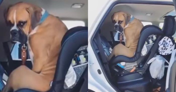  Very funny scene: this dog feels like a human and wants to sit in a toddler chair