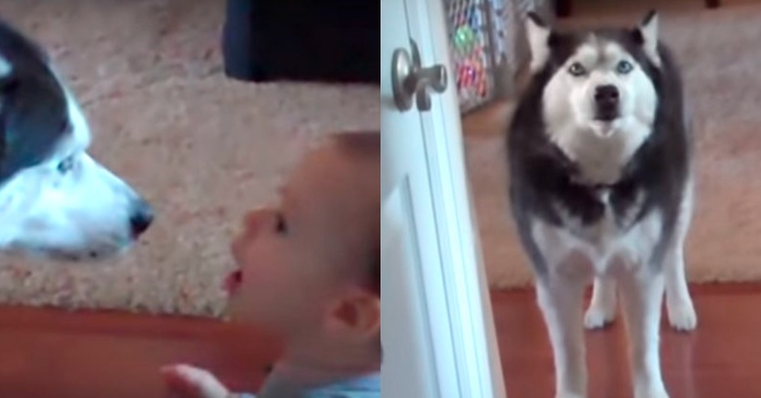  An interesting and funny scene: this cute husky communicates with a small baby through a unique language