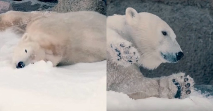  Already living at the San Diego Zoo, these cute polar bears delight people with their play in the snow