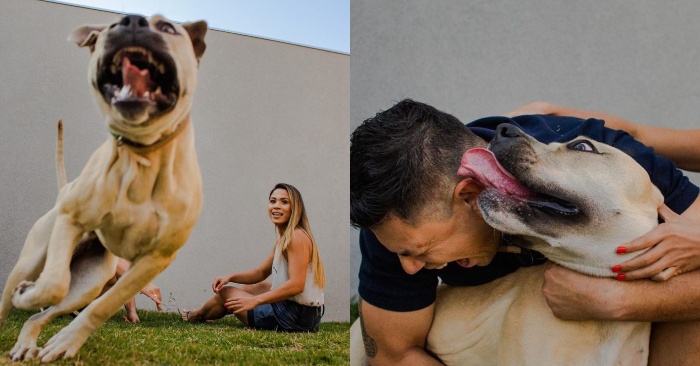  This couple made a wonderful decision: they took their naughty dog to the photo session