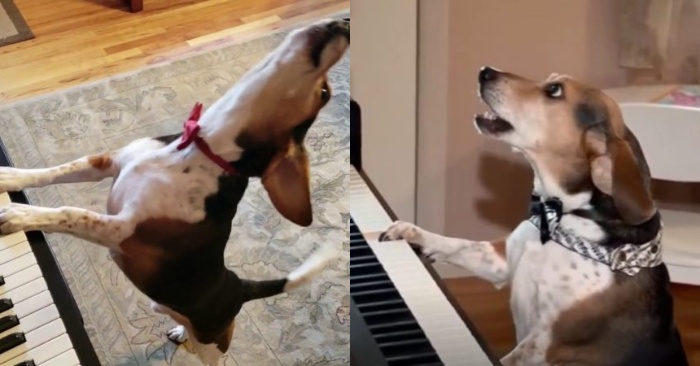  The dog’s behavior is amazing: he can play the piano and sing while playing