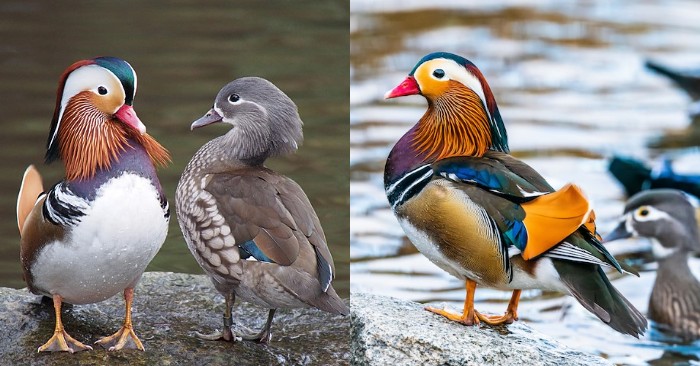  This wonderful Mandarin Duck is considered one of the most beautiful birds in the world due to its beautiful colors