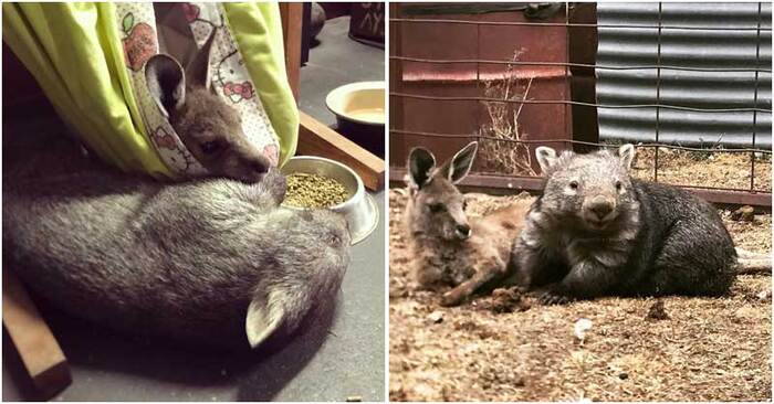  Exciting company: this orphaned kangaroo and wombat live together and become true friends