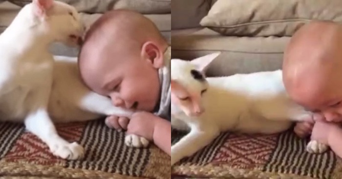 An interesting cat’s behavior when this stubborn and small child grabs both of her hind legs