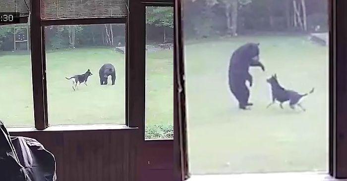  This little bear cub has entered someone’s yard and started playing with their shepherd