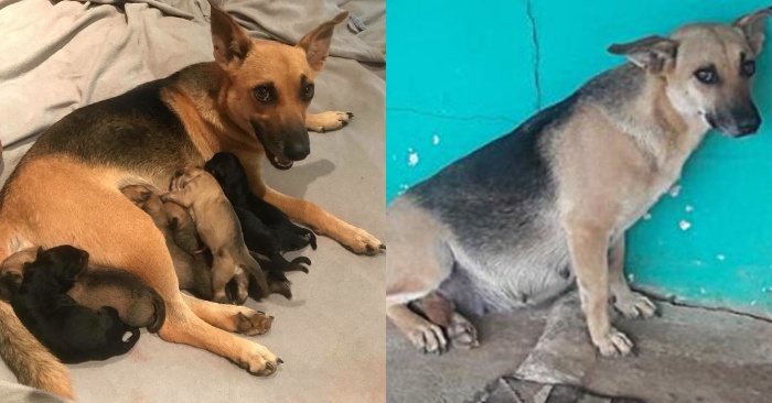  Very touching story: the owners of this pregnant dog leave home and their dog is left alone