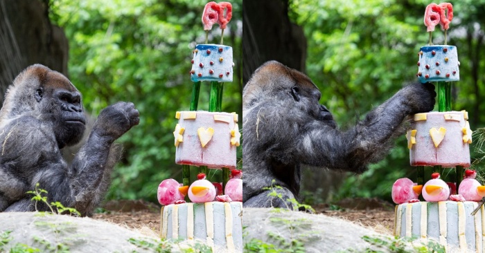  The oldest living gorilla in the world received a cold fruit cake on his 60th anniversary