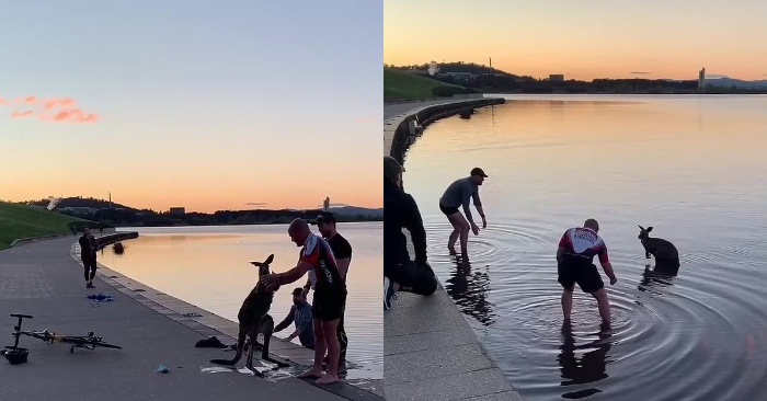  A commendable move: people were able to pull a frightened kangaroo out of the lake