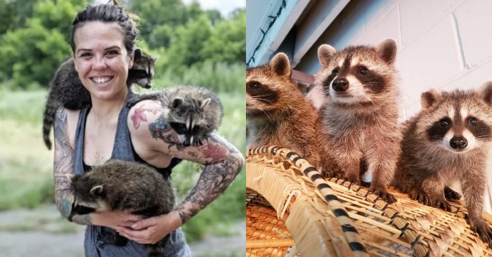  These little raccoons become orphans, but a caring pit bull adopts them and takes care of them