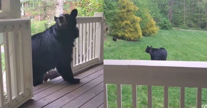  The mother –bear’s gratitude: she thanks the person who treated her well