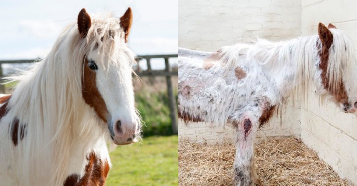  Dying in mud horse gets back on its feet thanks to volunteers