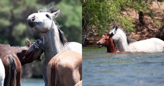  Indescribable scene: a horse immediately reaches the endangered filly and rescues him