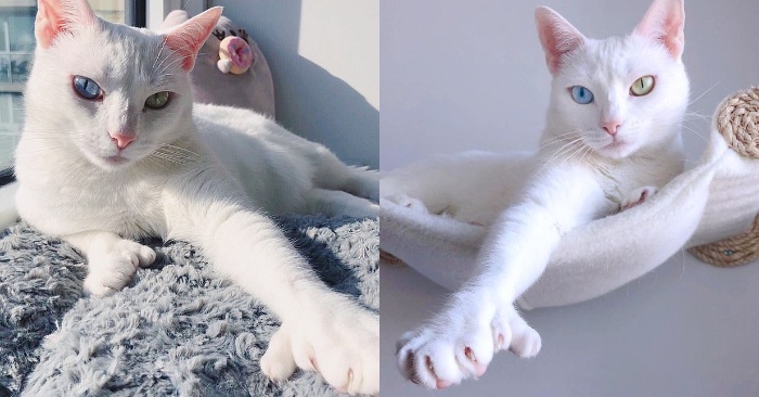  This white cat with extra fingers and colorful eyes has captured everyone’s hearts