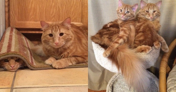  Here’s proof that cats are not selfish: these two cats become wonderful friends