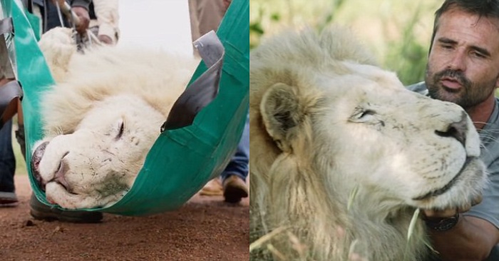  The poor lion in pain was healed by kind people and went back to his lion friends