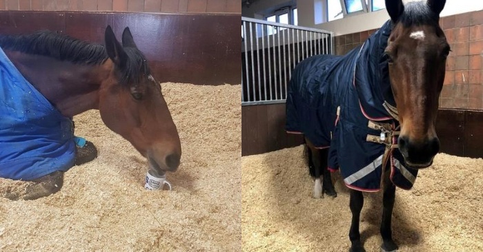  Interesting story: this naughty police horse must drink tea every morning before getting to work