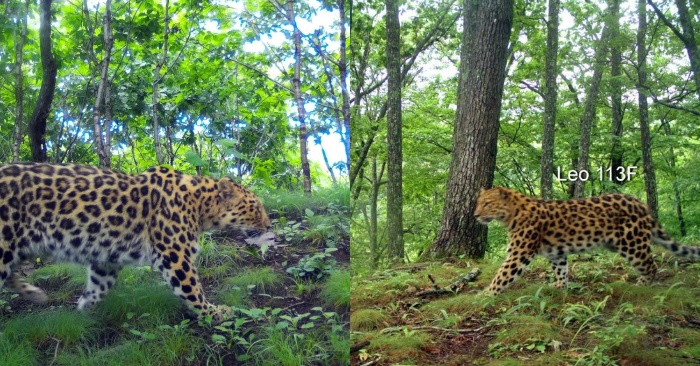  Here’s how a mother leopard gets close to her daughter in a Leopard Park