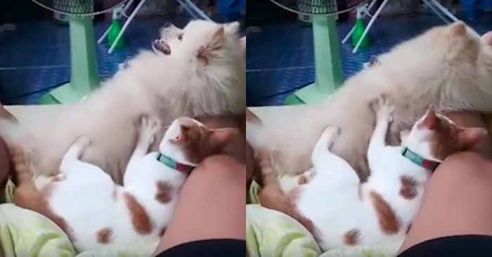  An unheard and unseen sight: this dog lay quietly and enjoyed being massaged by a cat