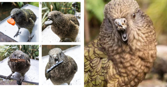  This poor but smart parrot without the top of its beak can already do everything by himself