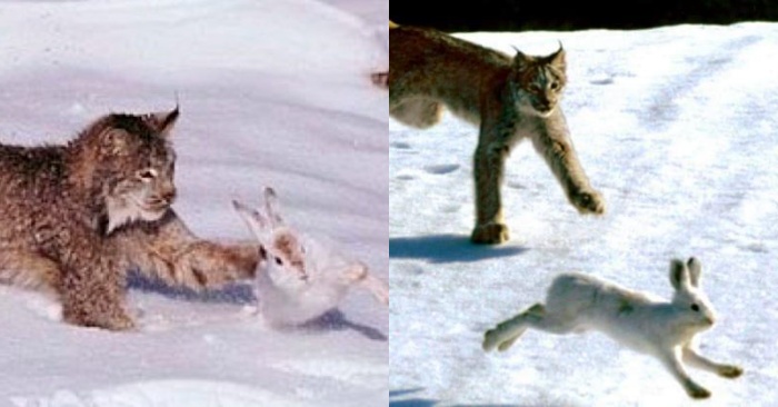  The lynx wanted to catch the rabbit, but this little rabbit’s fast run really resembled an action movie
