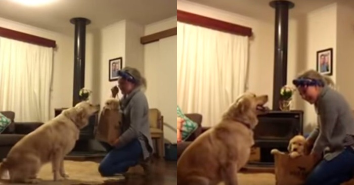  This wonderful dog could hardly contain her emotions when she received such an unexpected gift