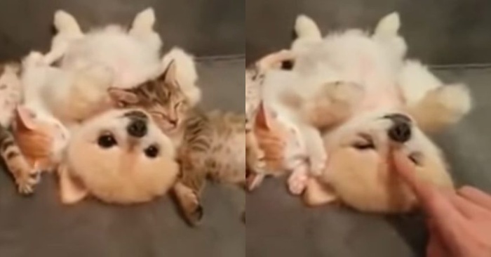  Here is a wonderful scene: this caring and kind dog does not even move to not wake the cute kittens