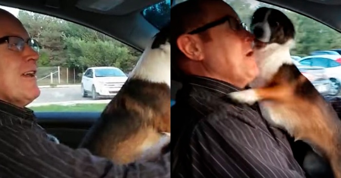  This wonderful dog feels that his owner is driving his car to the park, and cannot control the emotions of joy