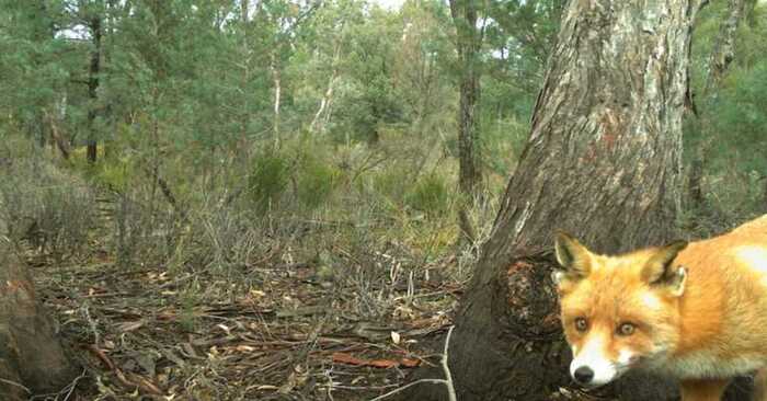  This fox hid from people for years and did not allow people to change his territory