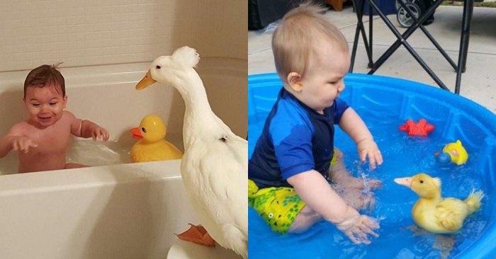  The duck became the little boy’s best friend, they did everything together