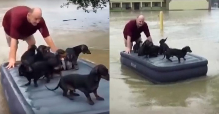  The deed of this man is truly commendable: he left all he had to save his neighbor’s puppies from the flood