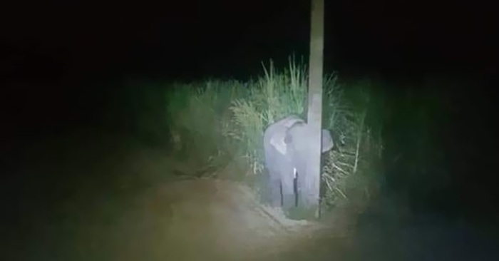  A funny story: an elephant cub was spotted eating sugar cane, he hid behind a pole as if no one would see him