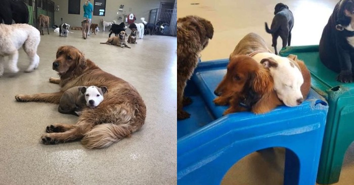  This wonderful puppy is trying to get close to the big, fluffy dogs so that she can sleep peacefully on them
