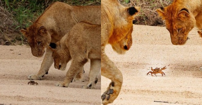  Funny scene: when lions came closer, the crab raised its claws wanting to scare them