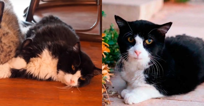  An interesting and beautiful story: the luck really smiled at this wonderful cat