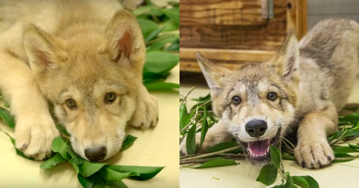  This wonderful little wolf was born in a zoo and has attracted everyone’s attention with his cute face