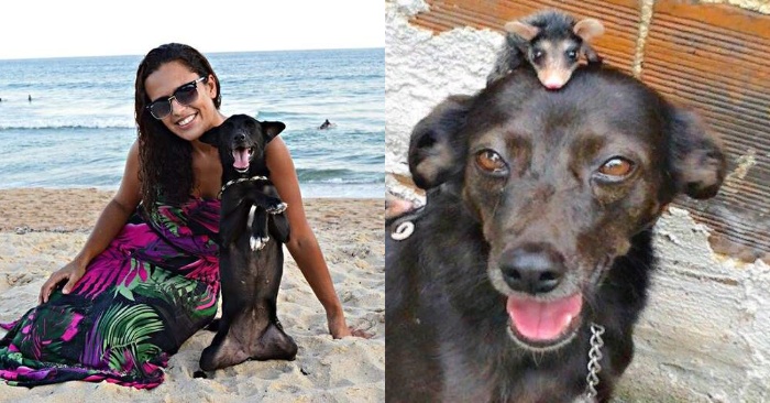  The caring attitude of the dog: she begins to take care of orphaned opossums