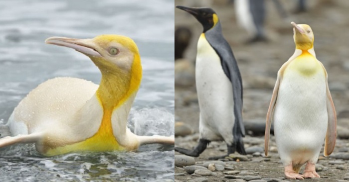  The photographer managed to photograph the rare yellow penguin in the world
