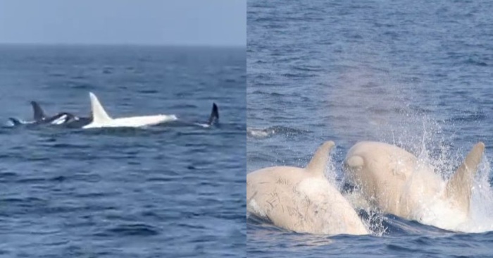  Killer whales were sighted during a whale watching tour between the Hokkaido and Kunashir Islands